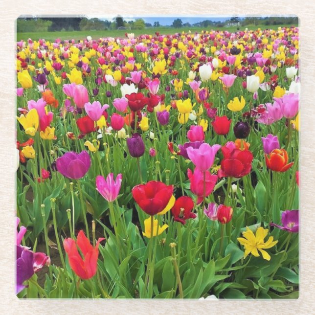 Tulip Field, Oregon Glass Coaster (Front)