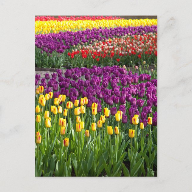 Tulip Field Postcard (Front)