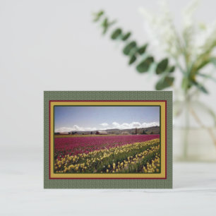 Tulip Field Postcard