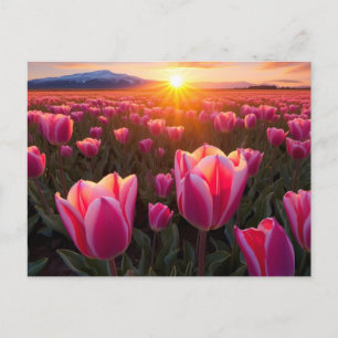 Tulip Field Postcard