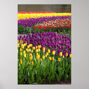 Tulip Field Poster