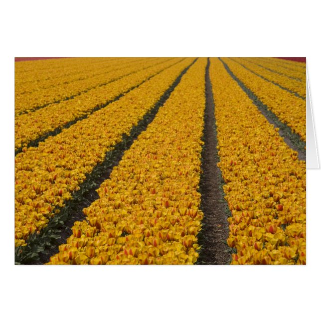 Tulip field, The Netherlands (Front Horizontal)
