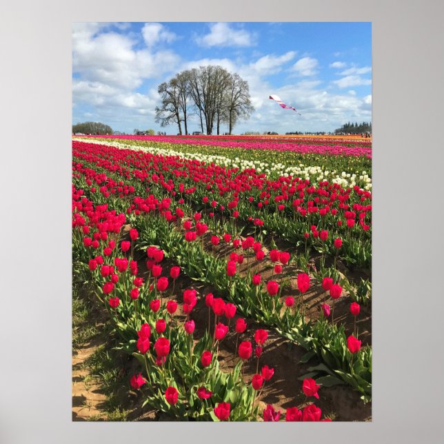 Tulip Field with Kite, Oregon Poster (Front)