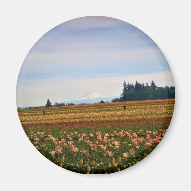 Tulip Field with Mt. Hood, Oregon Magnet (Front)