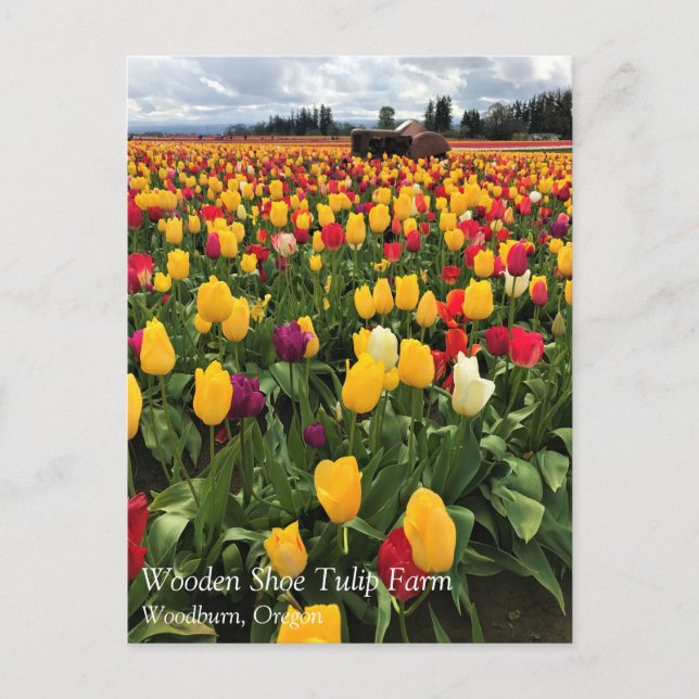 Tulip Field with Old Tractor, Oregon Postcard (Front)