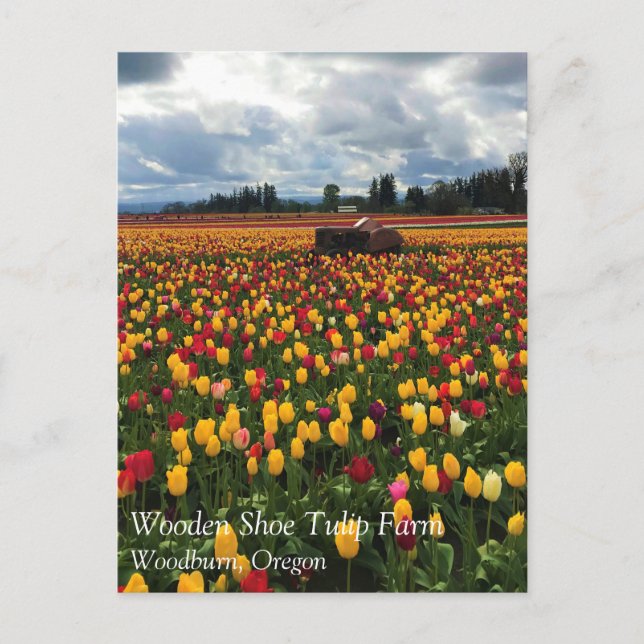 Tulip Field with Old Tractor, Oregon Postcard (Front)