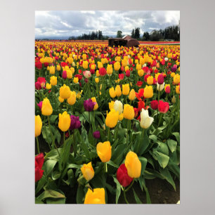 Tulip Field with Old Tractor, Oregon Poster