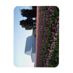Tulip Fields Acrylic Print Magnet
