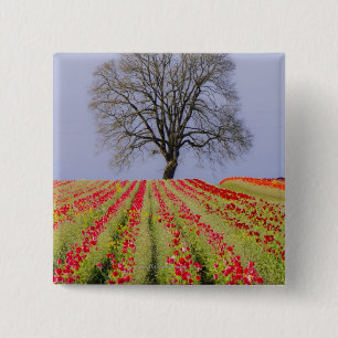Tulip fields and a lone oak tree located near 15 cm square badge