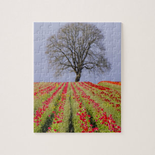 Tulip fields and a lone oak tree located near jigsaw puzzle