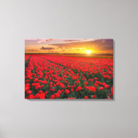 Tulip Fields at Sunset in the Netherlands
