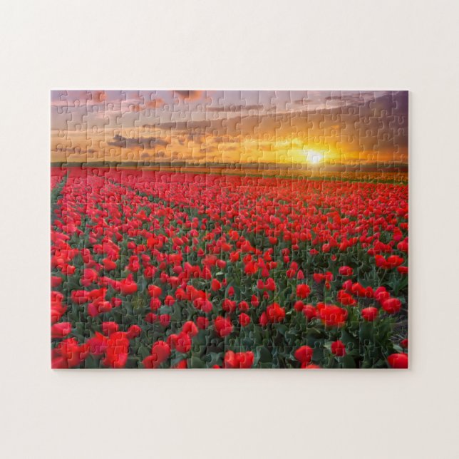 Tulip Fields at Sunset in the Netherlands Jigsaw Puzzle (Horizontal)
