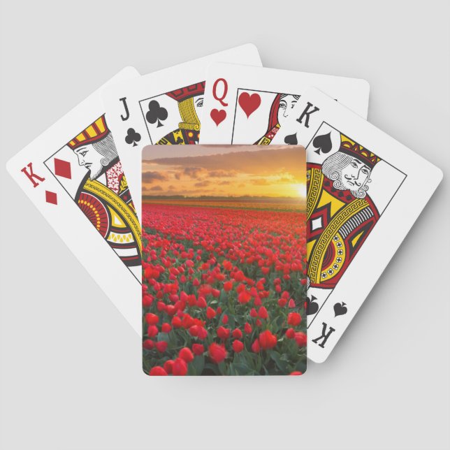 Tulip Fields at Sunset in the Netherlands Playing Cards (Back)