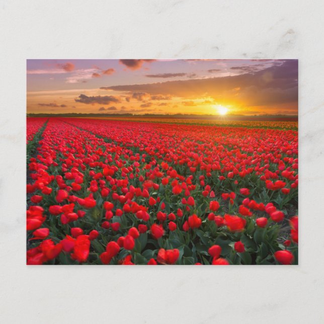 Tulip Fields at Sunset in the Netherlands Postcard (Front)