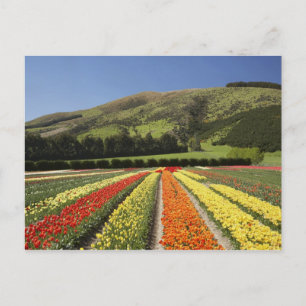Tulip Fields, near Tapanui, West Otago, South 2 Postcard