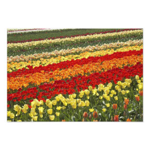 Tulip Fields, near Tapanui, West Otago, South Photo Print