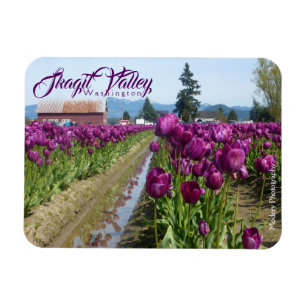 Tulip Fields (Purple) & Barn (Skagit Valley) Magnet