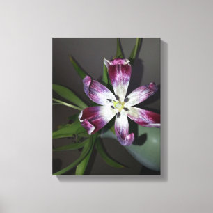 Tulip Flower Canvas Print