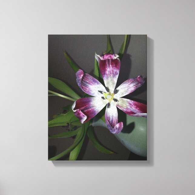 Tulip Flower Canvas Print (Front)