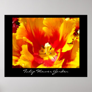 Tulip Flower Garden art prints Nature Botanical