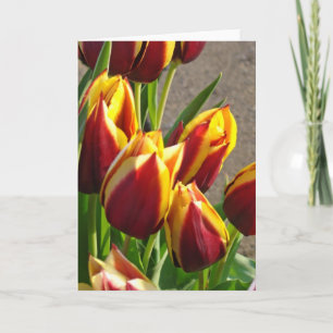 Tulip Flower Garden Greeting Cards Spring Tulips