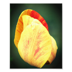 Tulip Flower Petals With Raindrops Close Up 8x10 Photo Print