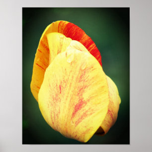 Tulip Flower Petals With Raindrops Close Up Poster