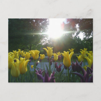 Tulip flower postcard