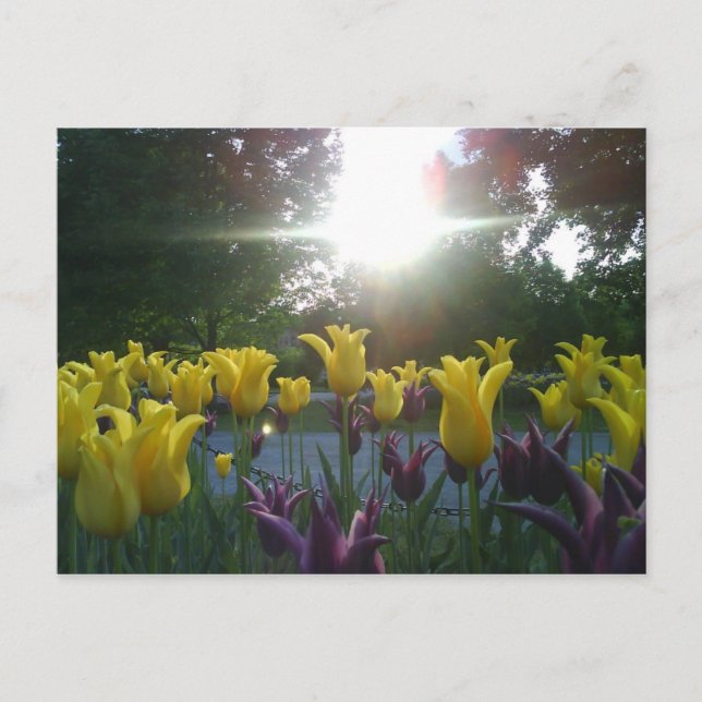 Tulip flower postcard (Front)