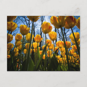 Tulip flower postcard