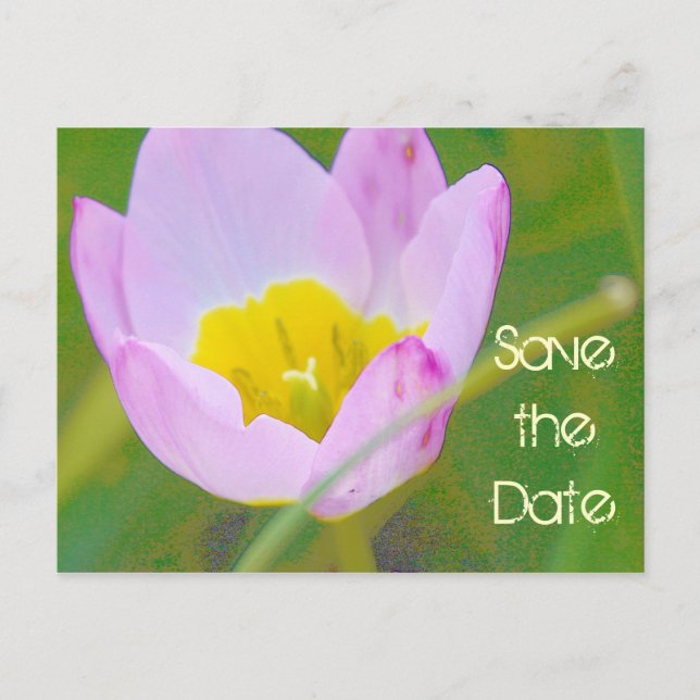 tulip flower save the date blank card (Front)