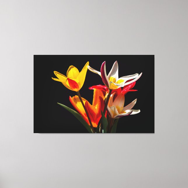 Tulip flowers against black background canvas print (Front)
