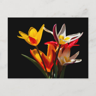 Tulip flowers against black background postcard