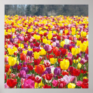 Tulip Flowers Fine Art Prints Spring Festival
