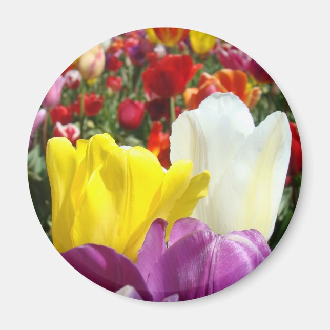 Tulip Flowers magnet Colourful Add Your Text (Front)