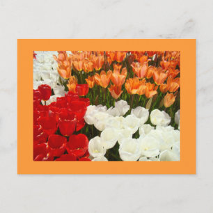 Tulip Flowers postcards Orange Tulips Floral