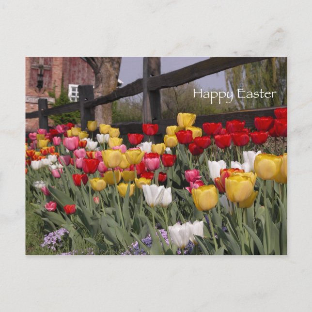 Tulip Garden Happy Easter Holiday Postcard (Front)