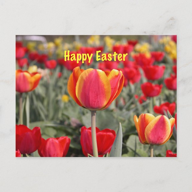 Tulip Garden Happy Easter Holiday Postcard (Front)