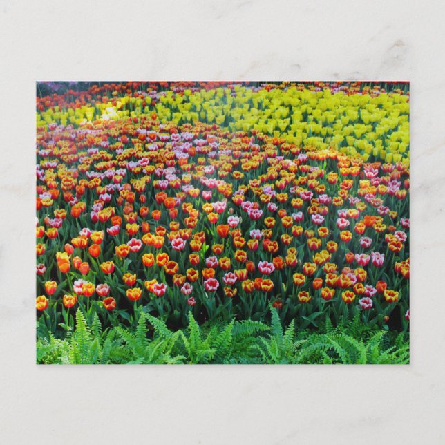 Tulip Garden Postcard (Front)