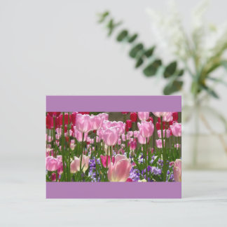 Tulip Garden Postcard