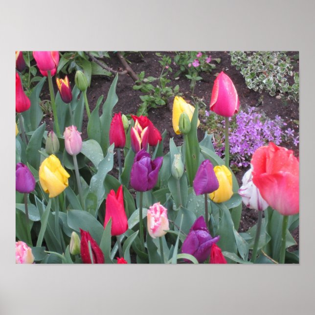Tulip Garden Poster (Front)