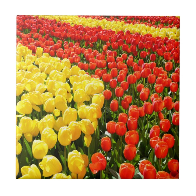 Tulip garden tile (Front)