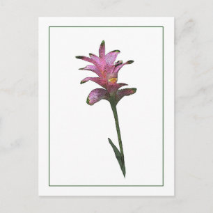 Tulip Ginger Botanical Photo-Sketch Postcard