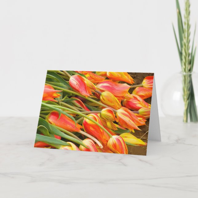 Tulip Greeting Card (Front)