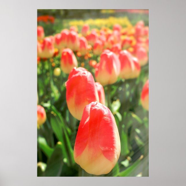 Tulip Heaven Poster (Front)