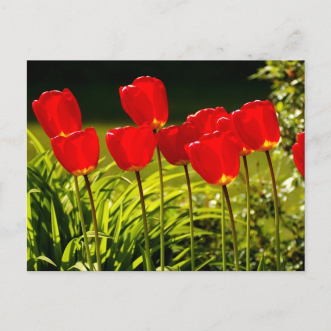 tulip impressions postcard (Front)