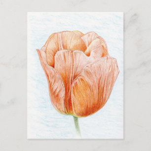 Tulip in Peach Colour Postcard