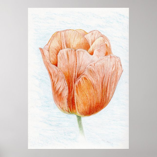 Tulip in Peach Poster (Front)