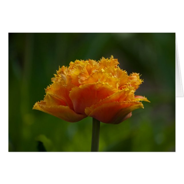 Tulip in Spring (Front Horizontal)