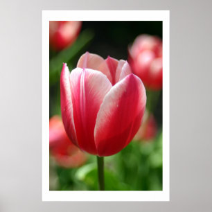 Tulip in spring poster